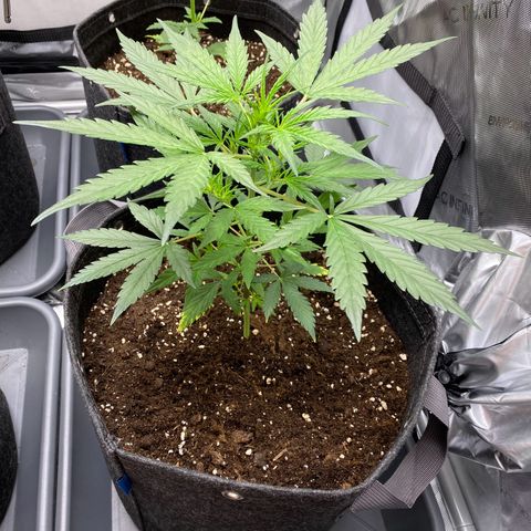 Green Gelato Automatic growlog timeline photo