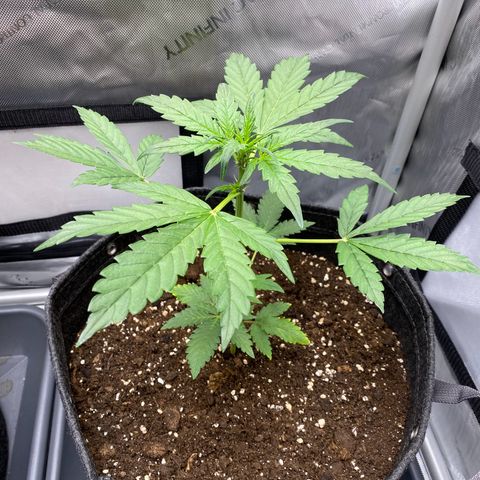 Purplematic CBD Automatic growlog timeline photo