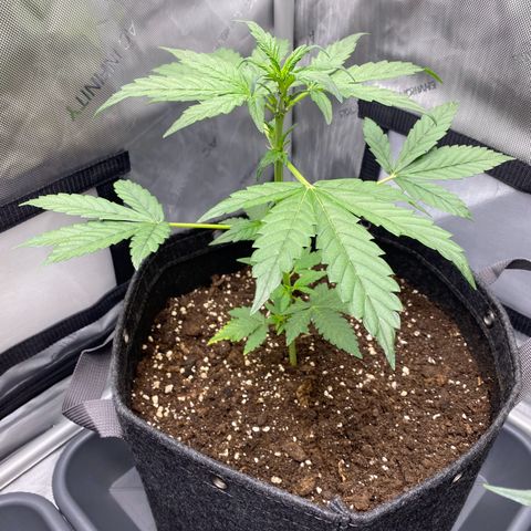 Purplematic CBD Automatic growlog timeline photo