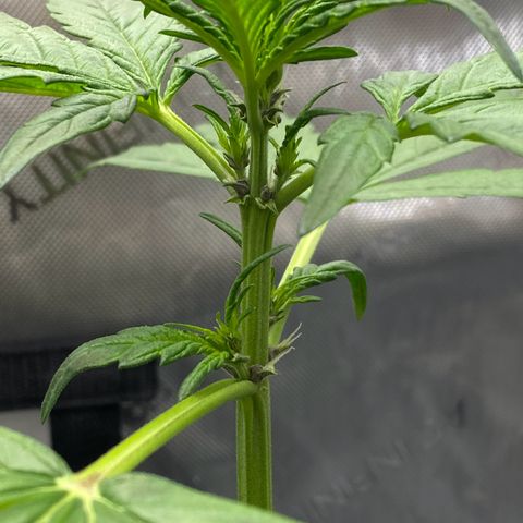 Purplematic CBD Automatic growlog timeline photo