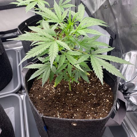 Green Gelato Automatic growlog timeline photo