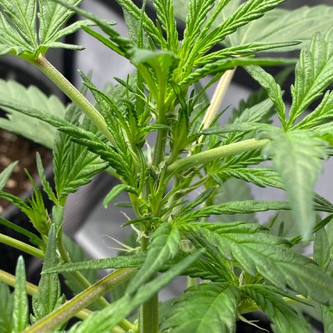 Green Gelato Automatic growlog timeline photo