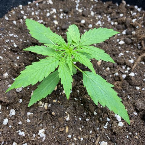 Titan F1 Automatic growlog timeline photo