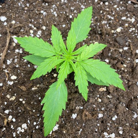 Titan F1 Automatic growlog timeline photo