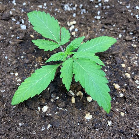 Cosmos F1 Automatic growlog timeline photo