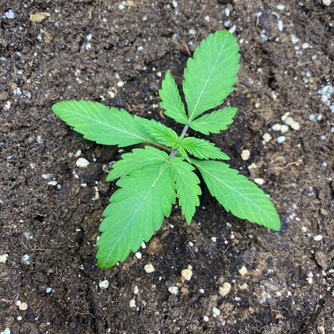Cosmos F1 Automatic growlog timeline photo