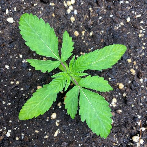Cosmos F1 Automatic growlog timeline photo