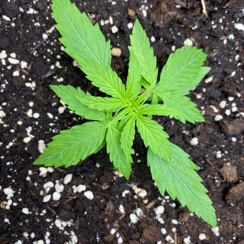 Titan F1 Automatic growlog timeline photo