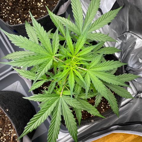 Green Gelato Automatic growlog timeline photo