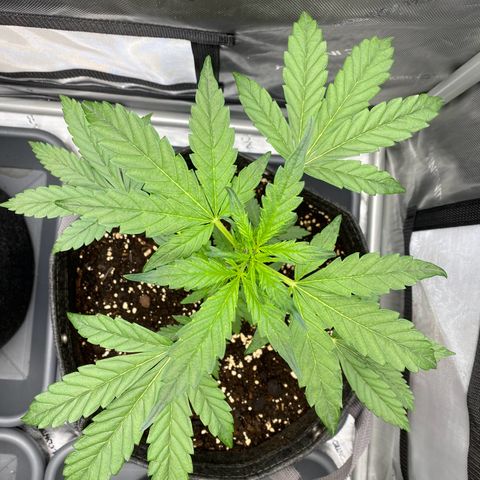Purplematic CBD Automatic growlog timeline photo