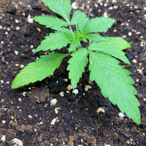 Cosmos F1 Automatic growlog timeline photo