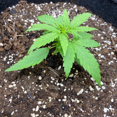 Titan F1 Automatic growlog timeline photo