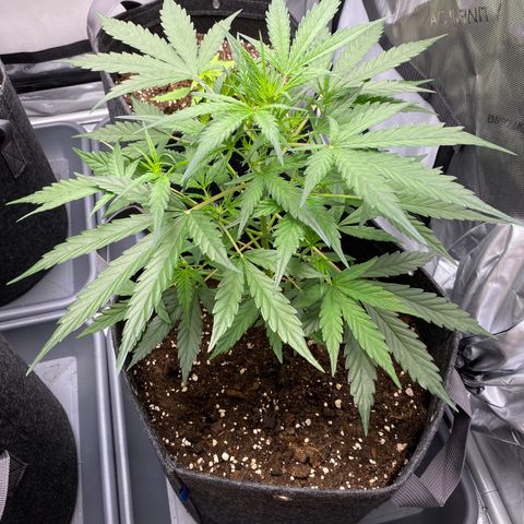 Green Gelato Automatic growlog timeline photo