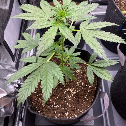 Purplematic CBD Automatic growlog timeline photo