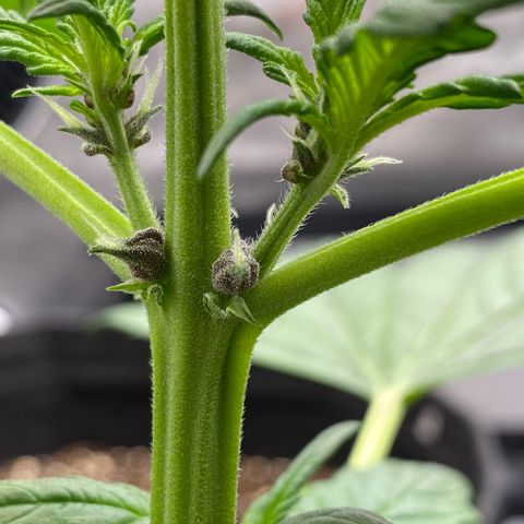 Purplematic CBD Automatic growlog timeline photo