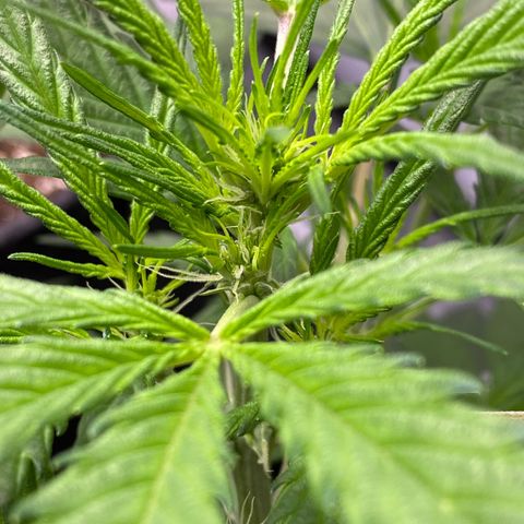Green Gelato Automatic growlog timeline photo