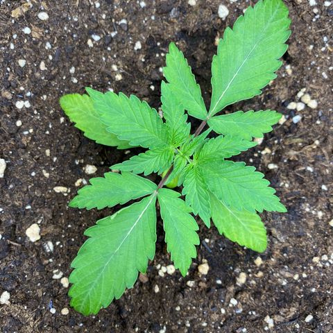Cosmos F1 Automatic growlog timeline photo