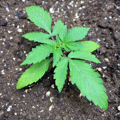 Cosmos F1 Automatic growlog timeline photo