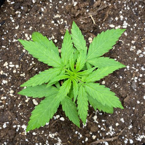 Titan F1 Automatic growlog timeline photo