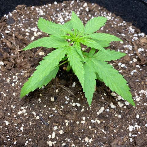 Titan F1 Automatic growlog timeline photo
