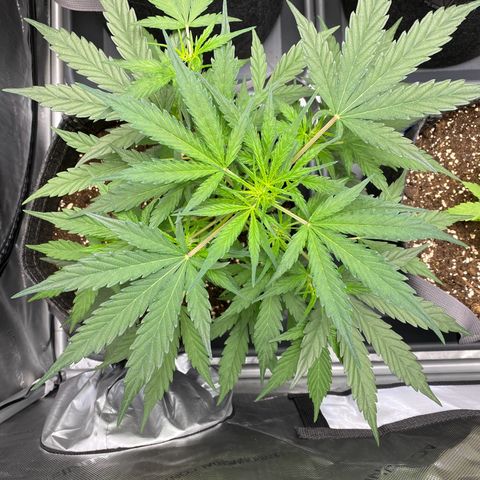 Green Gelato Automatic growlog timeline photo