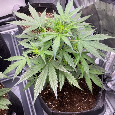 Green Gelato Automatic growlog timeline photo