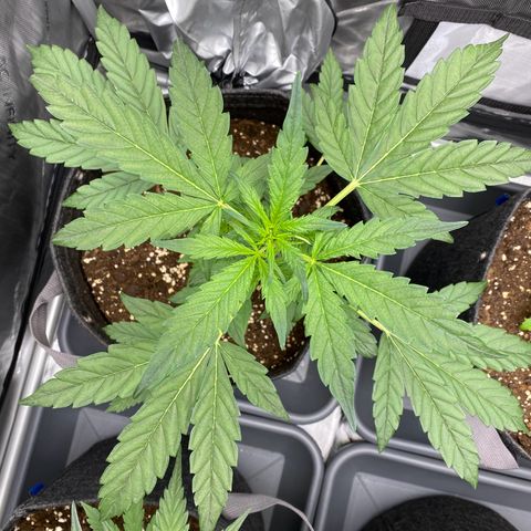 Purplematic CBD Automatic growlog timeline photo