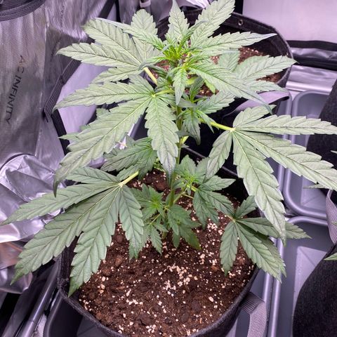 Purplematic CBD Automatic growlog timeline photo