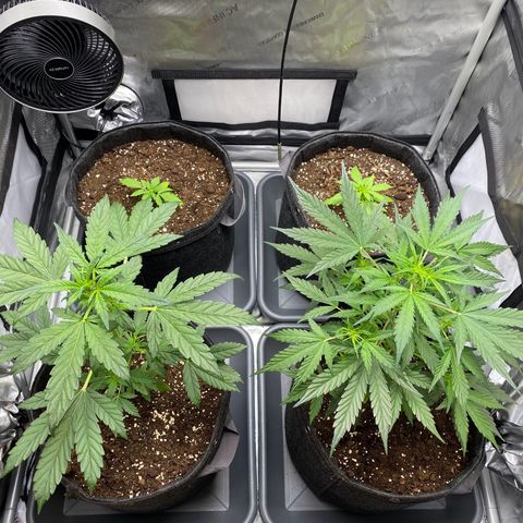Green Gelato Automatic growlog timeline photo