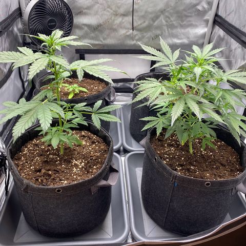 Green Gelato Automatic growlog timeline photo