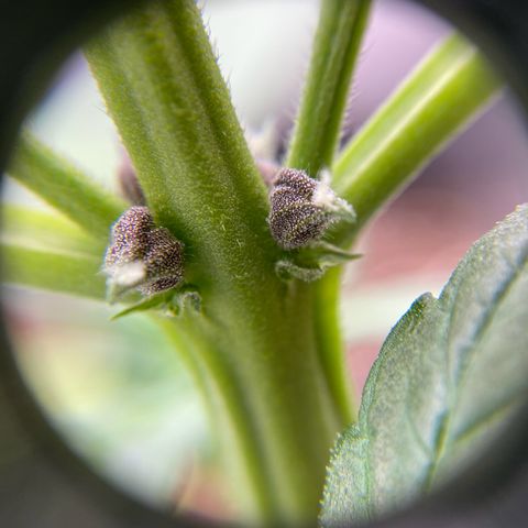 Purplematic CBD Automatic growlog timeline photo