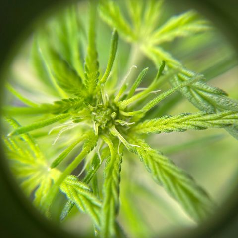 Green Gelato Automatic growlog timeline photo