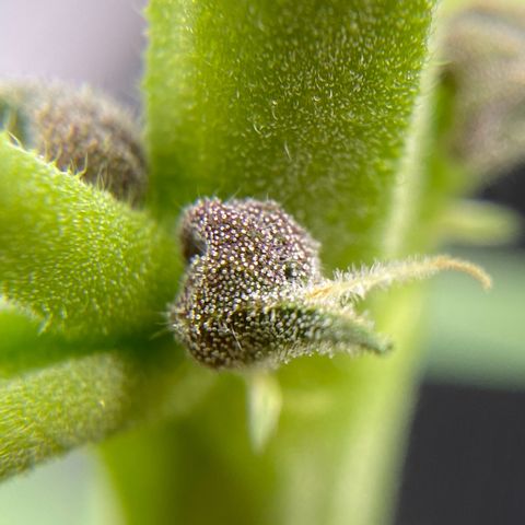 Purplematic CBD Automatic growlog timeline photo