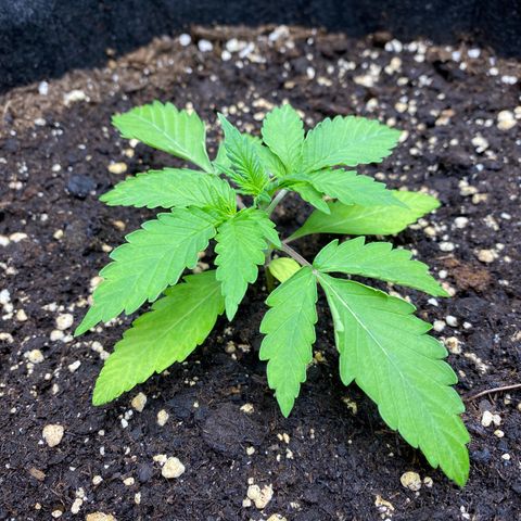 Cosmos F1 Automatic growlog timeline photo