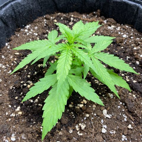 Titan F1 Automatic growlog timeline photo