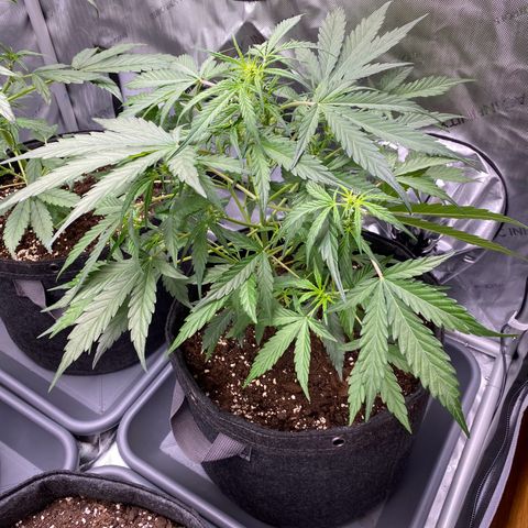 Green Gelato Automatic growlog timeline photo