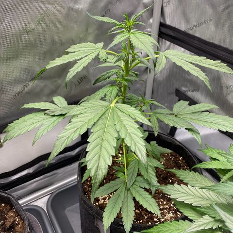 Purplematic CBD Automatic growlog timeline photo