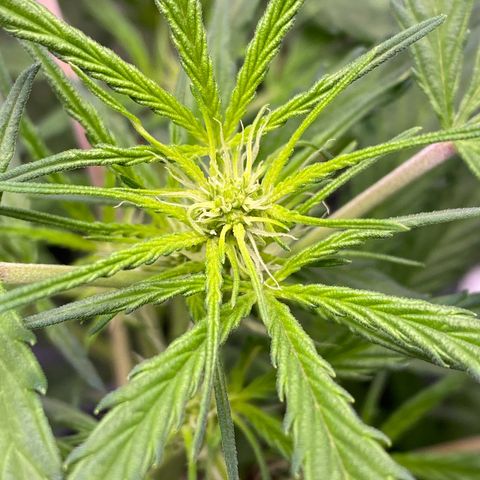 Green Gelato Automatic growlog timeline photo