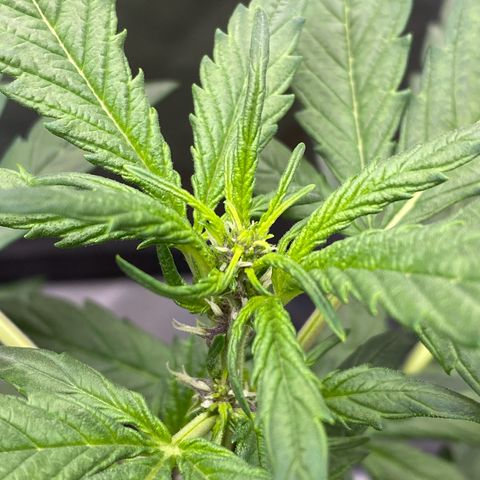 Purplematic CBD Automatic growlog timeline photo
