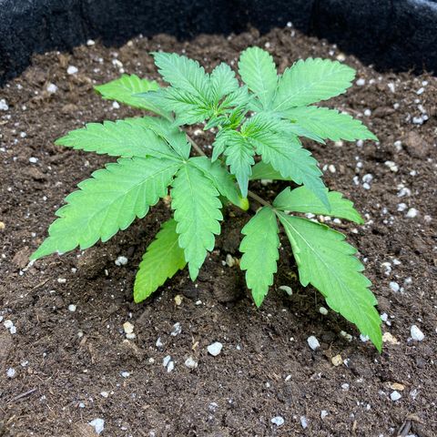 Cosmos F1 Automatic growlog timeline photo
