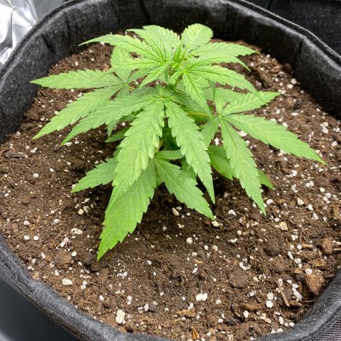 Titan F1 Automatic growlog timeline photo