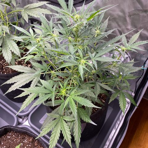 Green Gelato Automatic growlog timeline photo