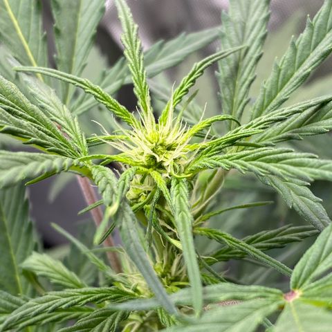Green Gelato Automatic growlog timeline photo