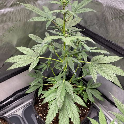 Purplematic CBD Automatic growlog timeline photo