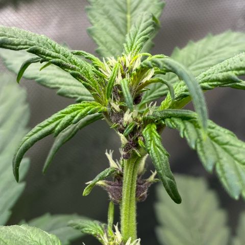 Purplematic CBD Automatic growlog timeline photo