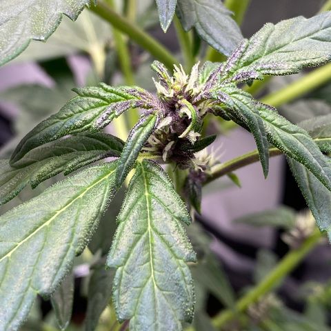 Purplematic CBD Automatic growlog timeline photo