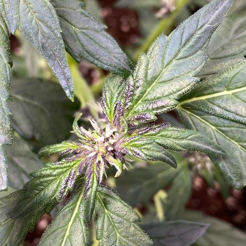 Purplematic CBD Automatic growlog timeline photo