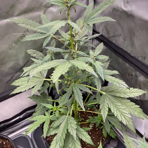 Purplematic CBD Automatic growlog timeline photo