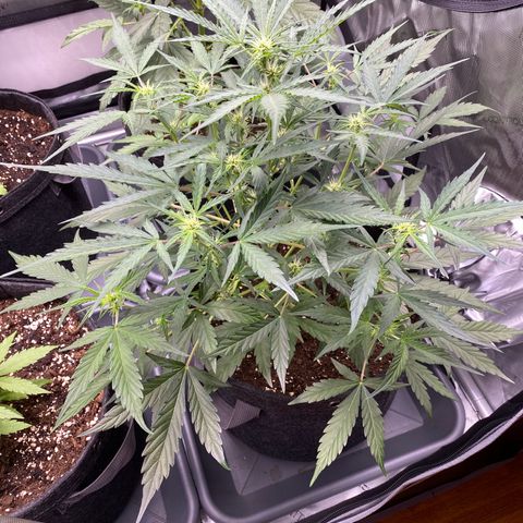 Green Gelato Automatic growlog timeline photo