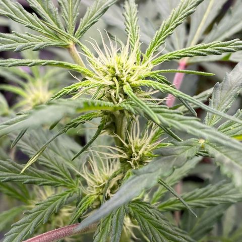 Green Gelato Automatic growlog timeline photo